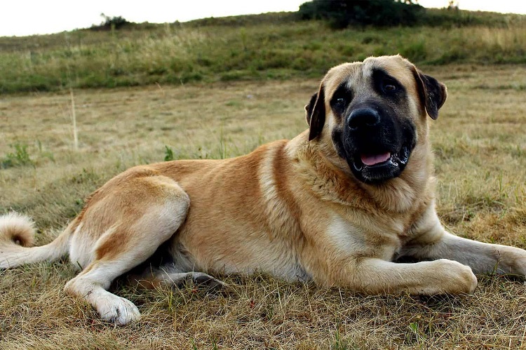 Top 15 Huge Dogs in the World: Meet the Giants